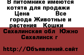 В питомнике имеются котята для продажи › Цена ­ 30 000 - Все города Животные и растения » Кошки   . Сахалинская обл.,Южно-Сахалинск г.